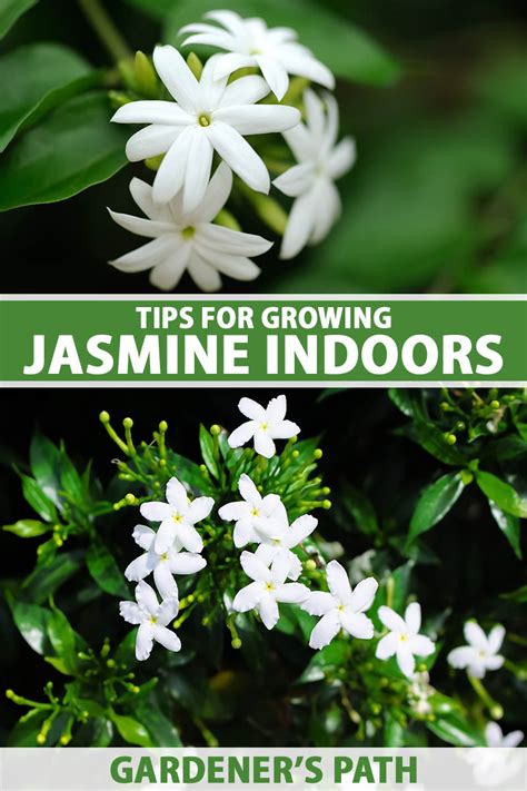 living jasmine|How to Plant and Grow Jasmine .